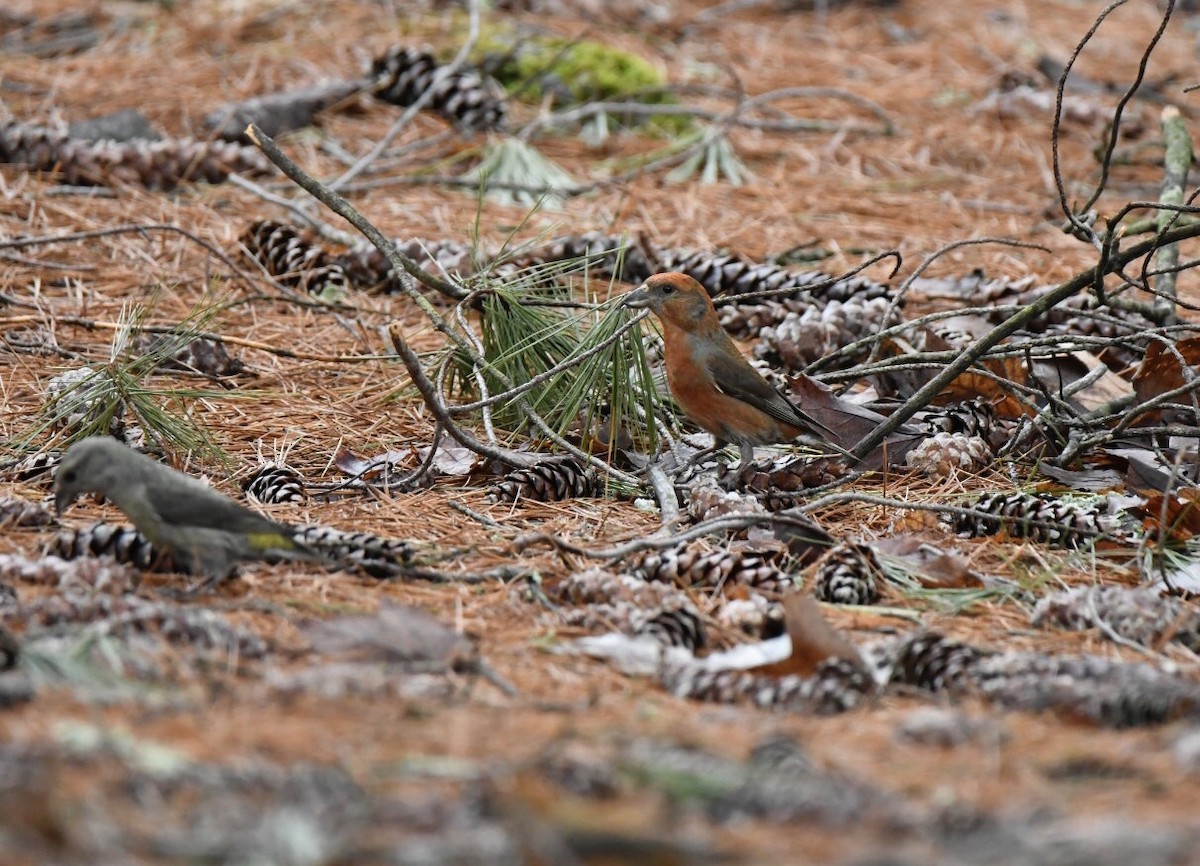 Red Crossbill - ML319847131