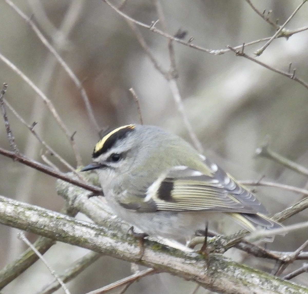 Golden-crowned Kinglet - ML319847861