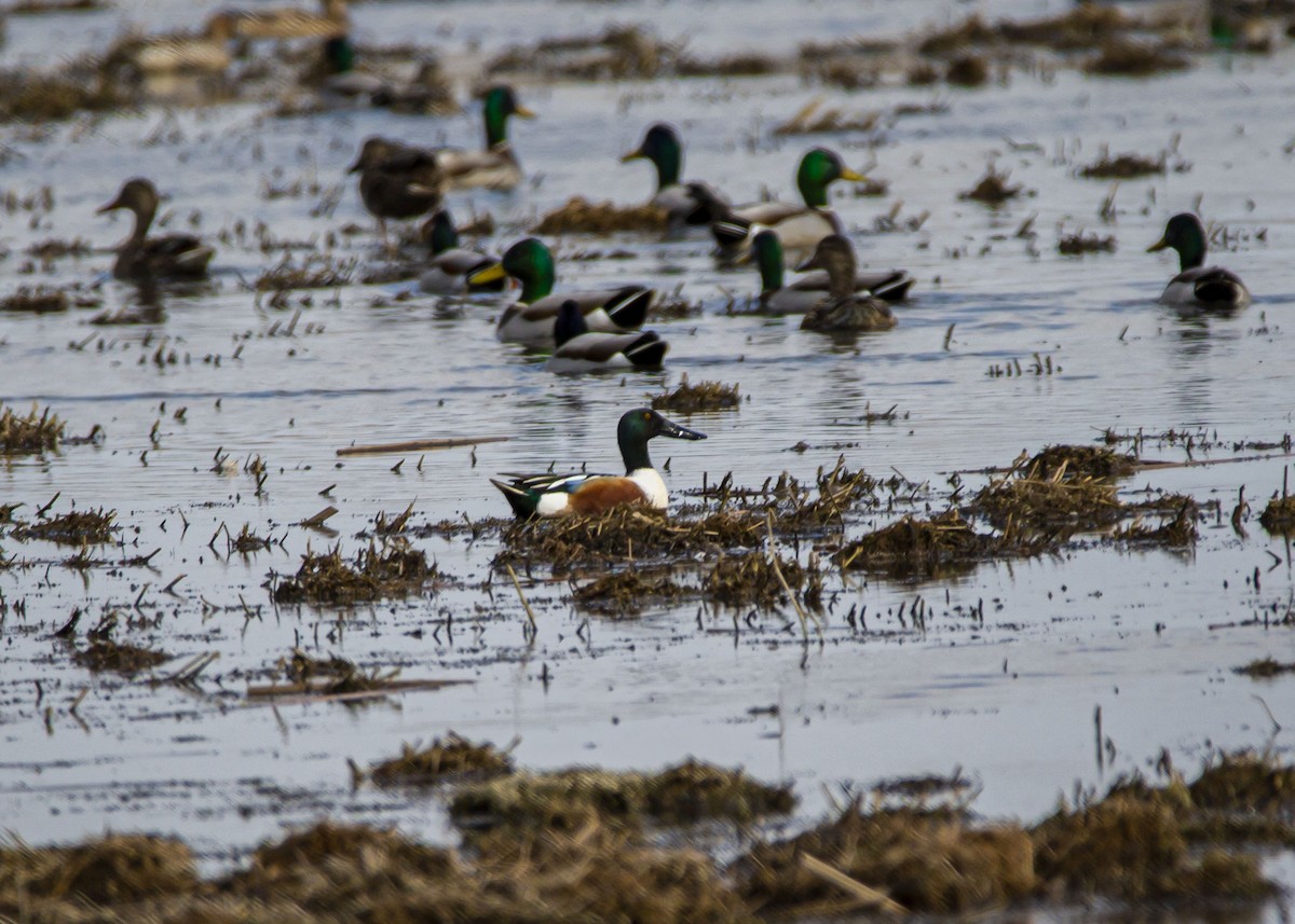 Northern Shoveler - ML319849061