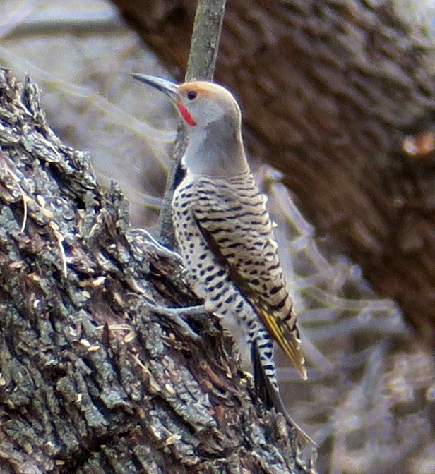 Gilded Flicker - Seth Ausubel