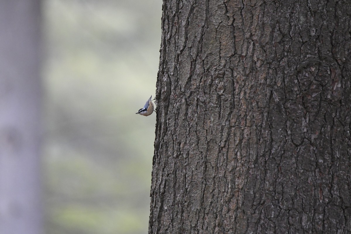 Red-breasted Nuthatch - ML319852611