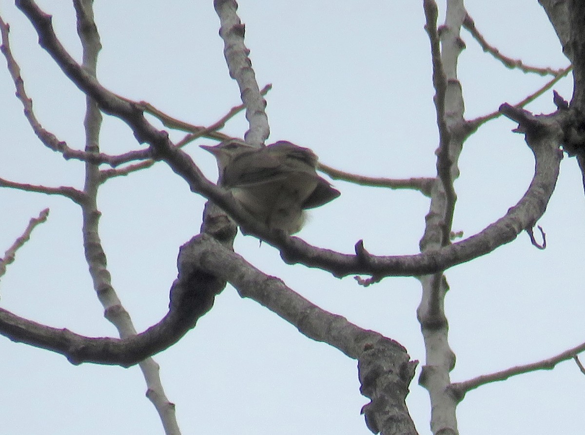 Louisiana Waterthrush - ML319852891