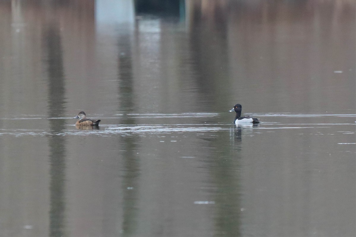 Ring-necked Duck - ML319852981
