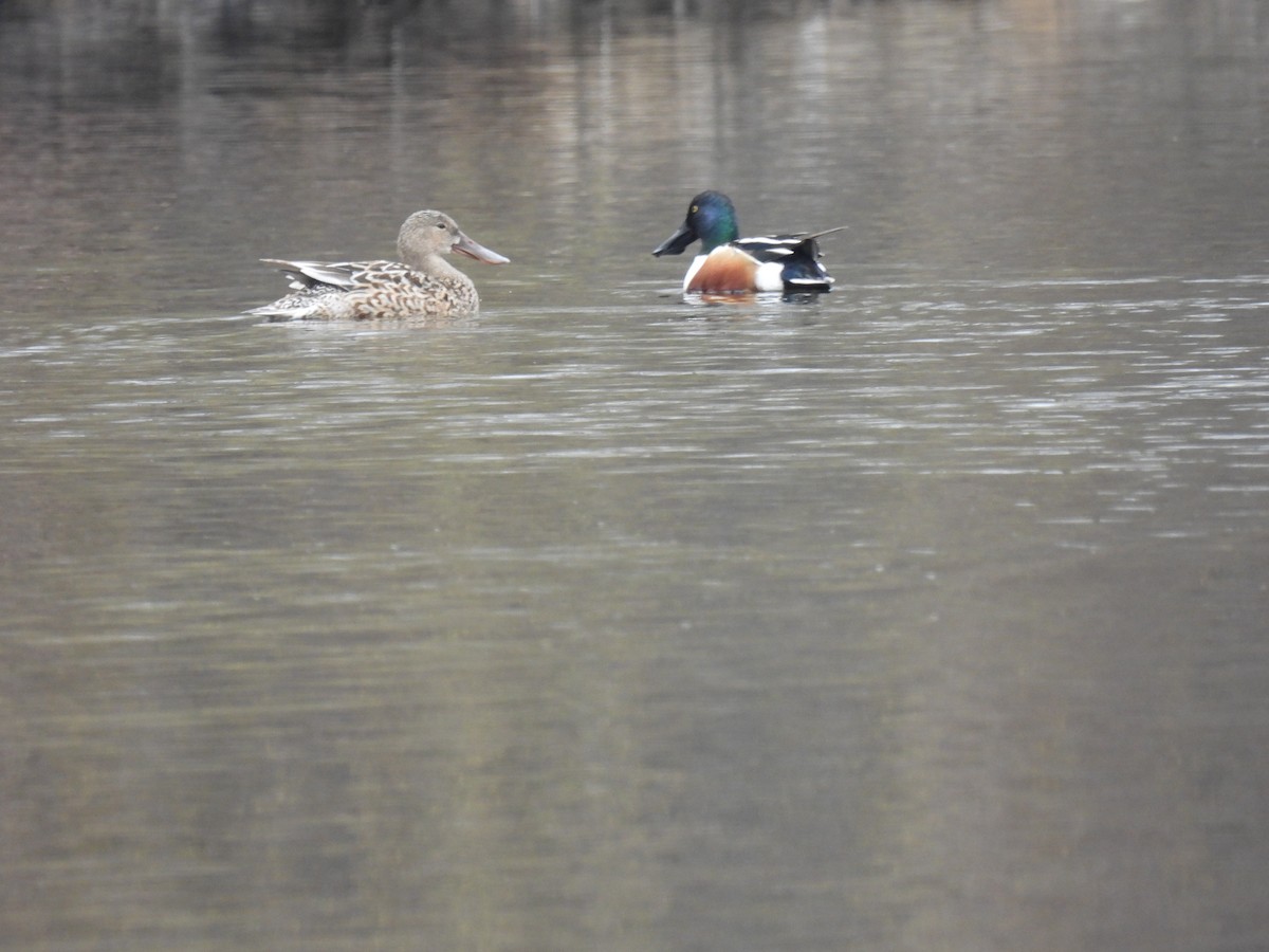 Northern Shoveler - ML319853421