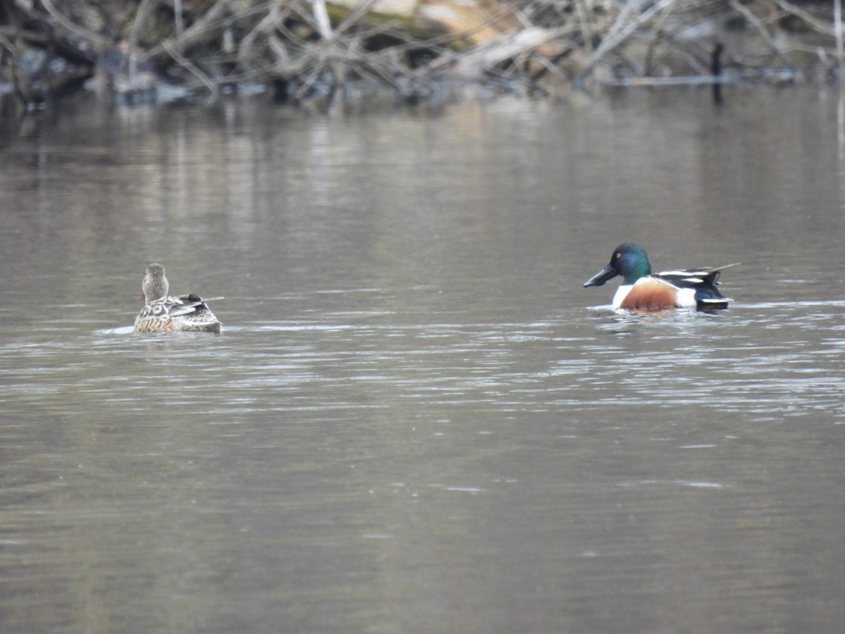 Northern Shoveler - Anna Testone