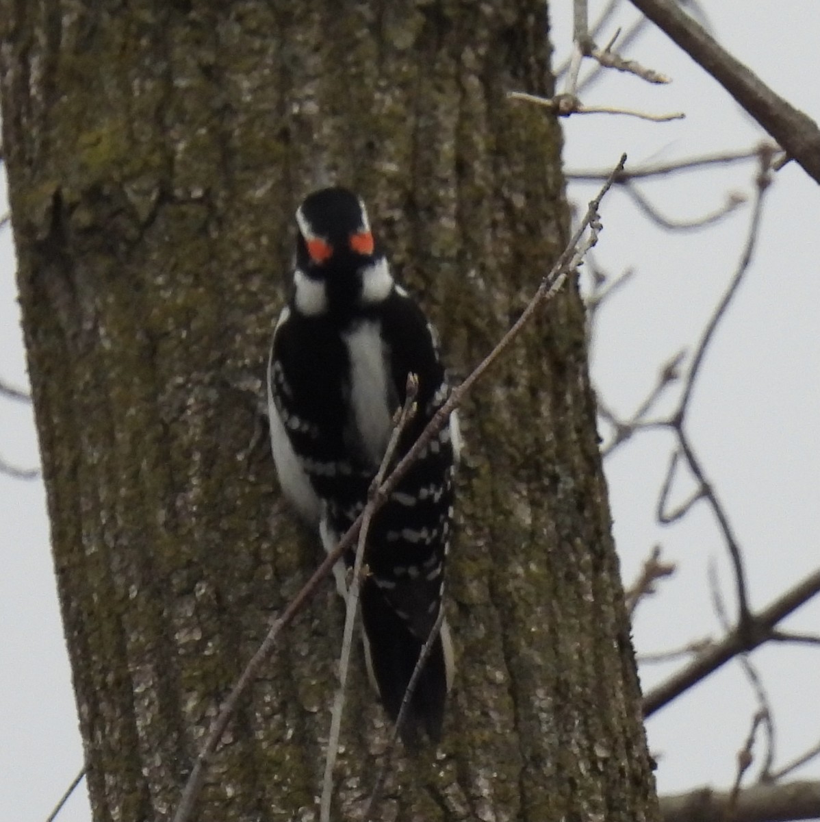 Hairy Woodpecker - Anna Testone