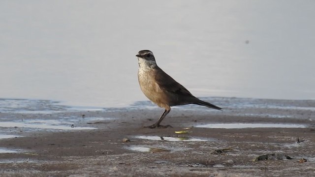 オビバネカワカマドドリ - ML319853891