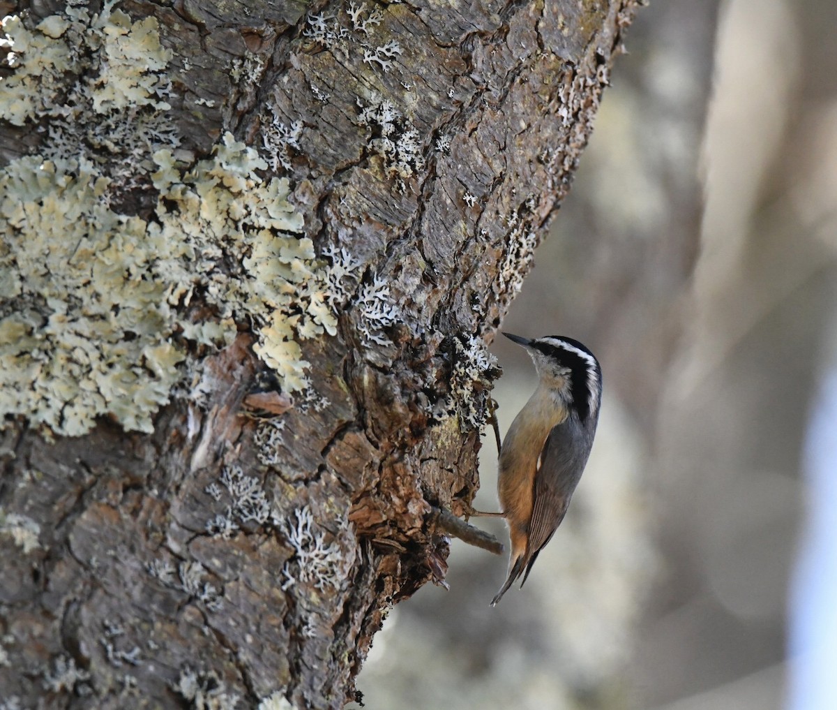 Red-breasted Nuthatch - ML319855141