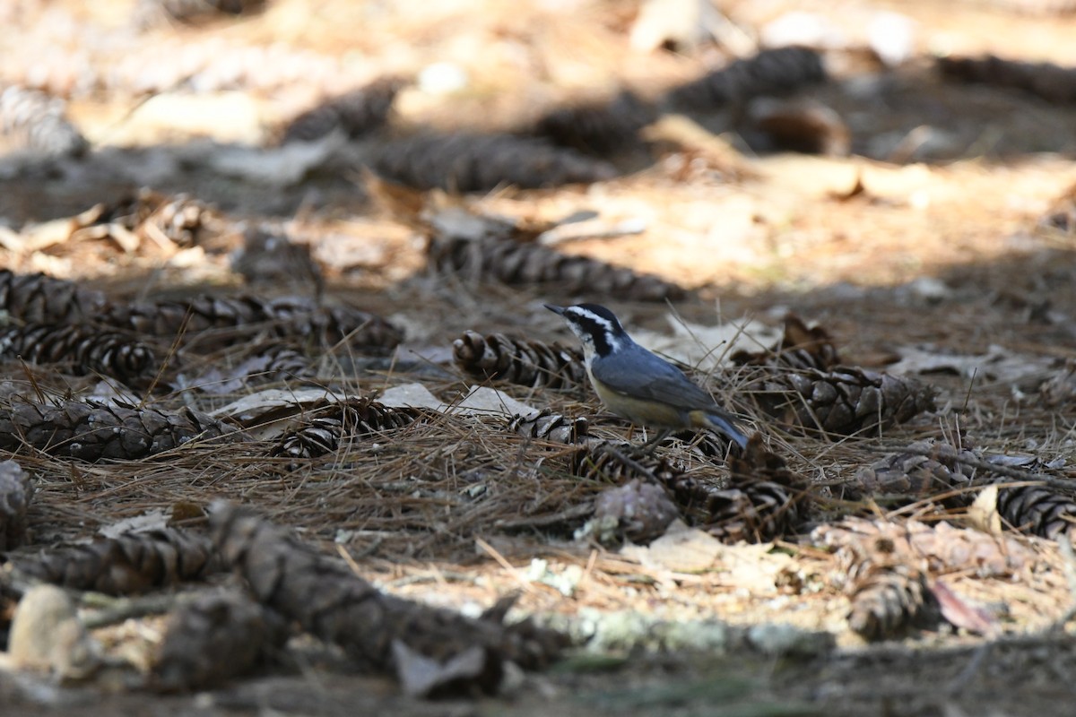 Red-breasted Nuthatch - ML319855151