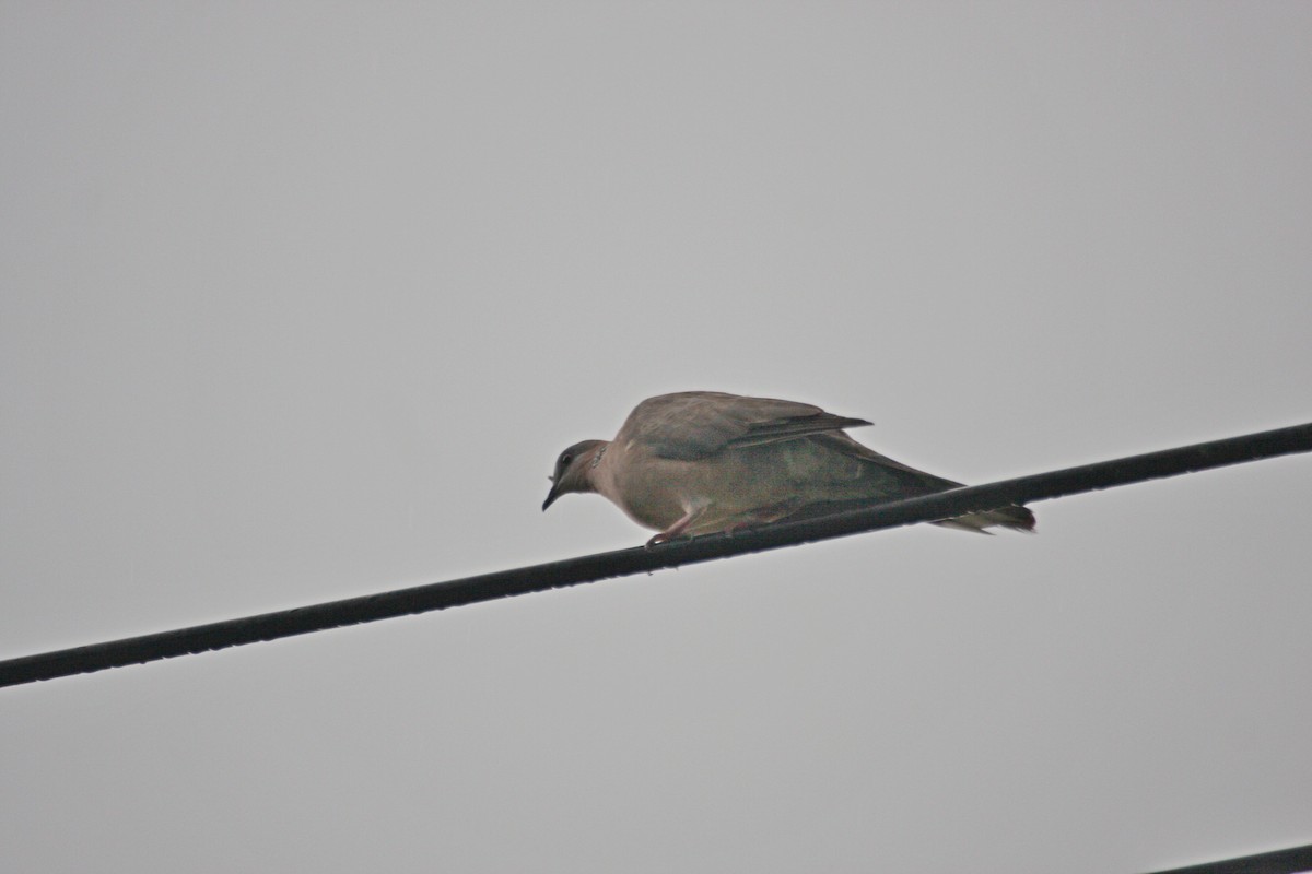 Spotted Dove - ML31985611