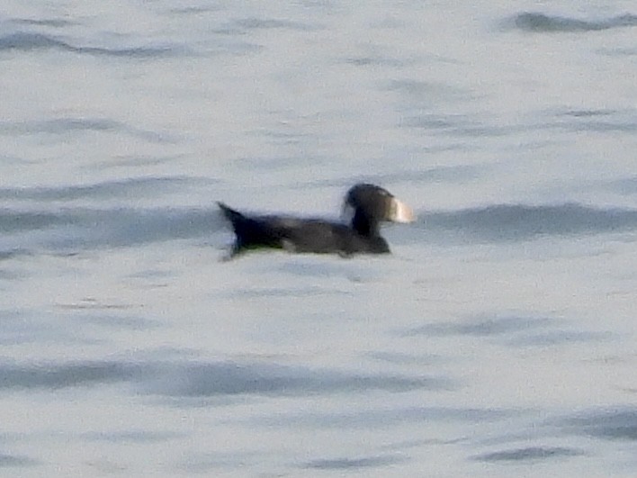 Surf Scoter - ML319857211