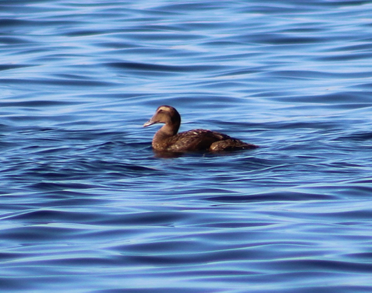 Common Eider - ML319857701