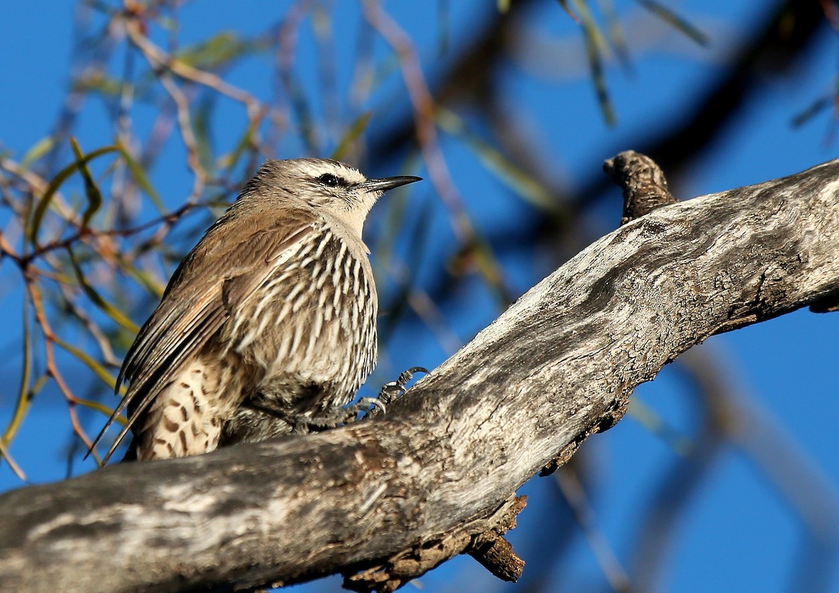 White-browed Treecreeper - ML31985971