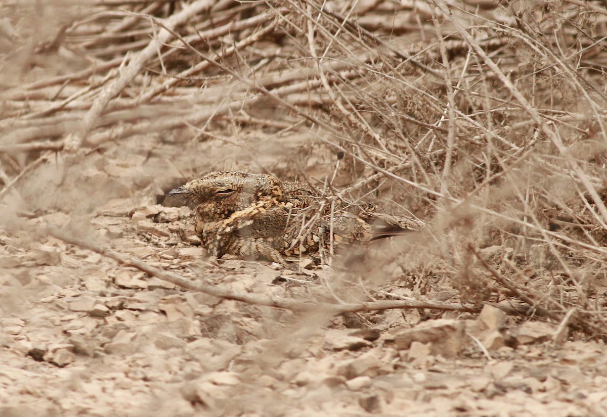 Tschudi's Nightjar - Peter Trimble