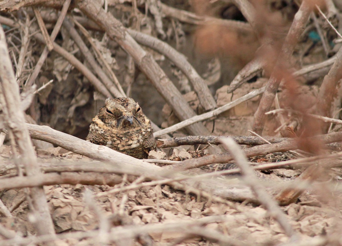 Tschudi's Nightjar - ML31986061