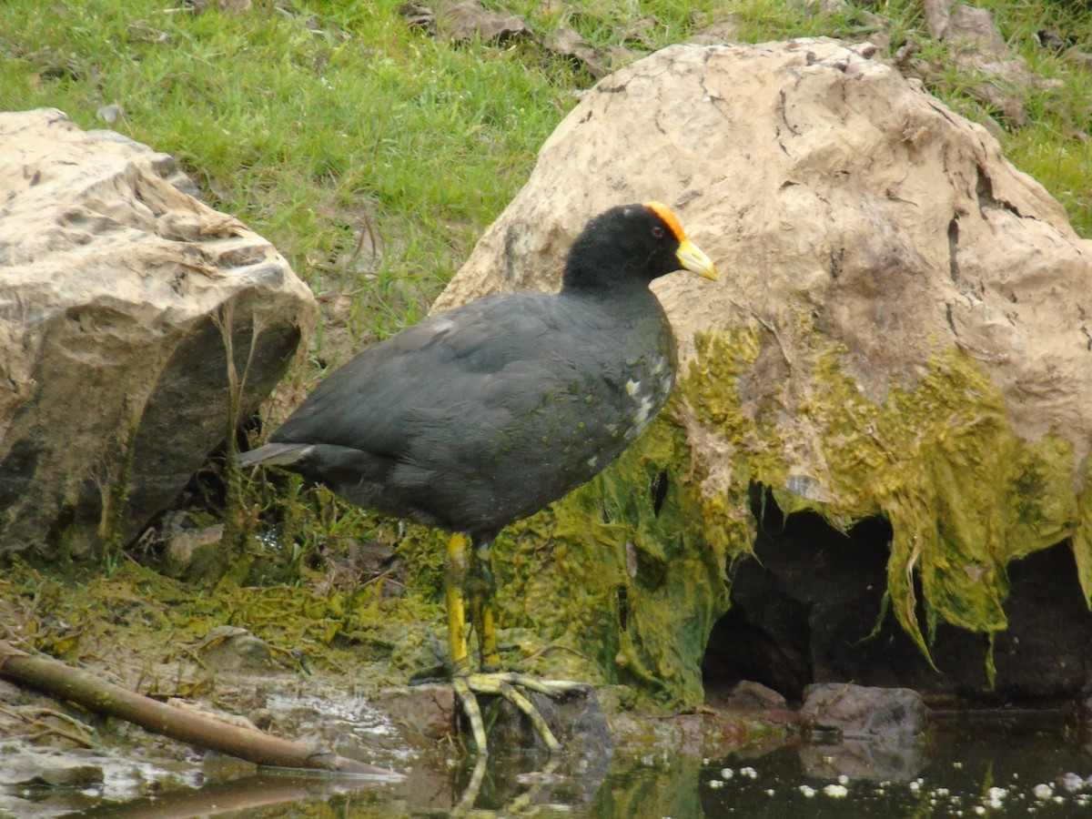 White-winged Coot - ML319861331