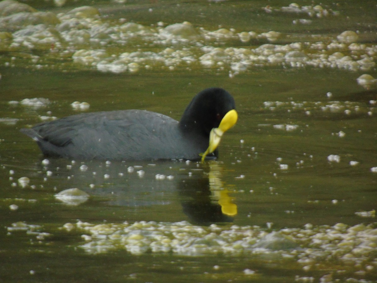 White-winged Coot - ML319861341