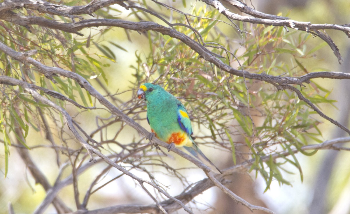 Mulga Parrot - Steve Camilleri