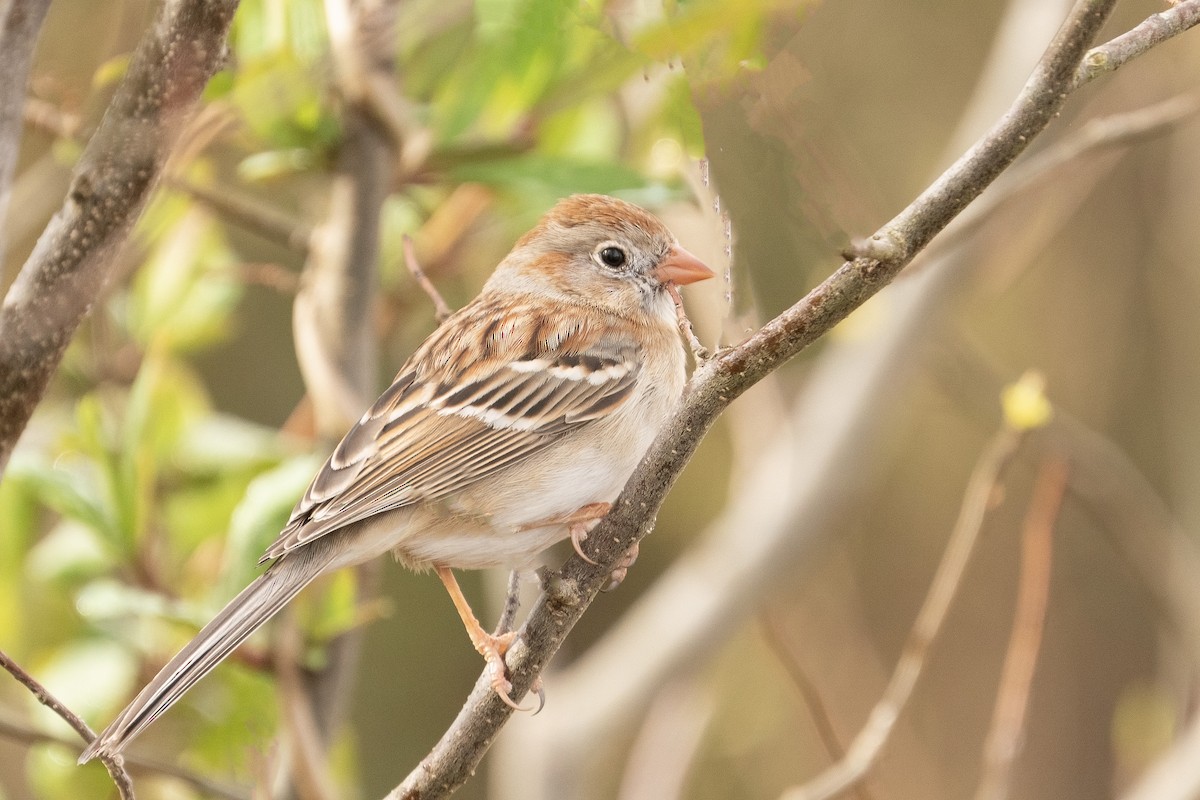 Field Sparrow - ML319867331