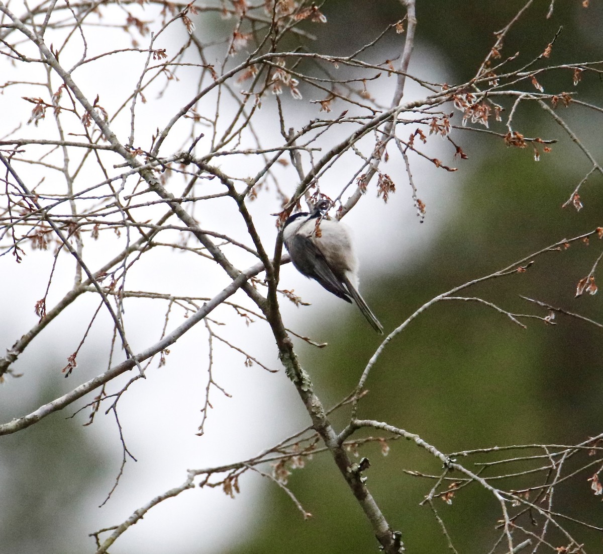 Carolina Chickadee - ML319867621