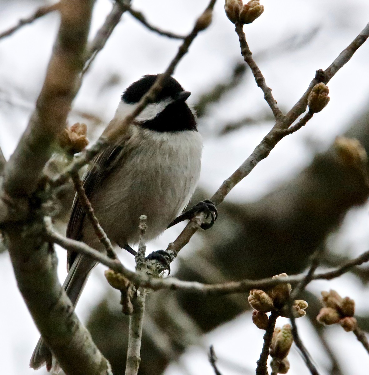 Carolina Chickadee - ML319867631