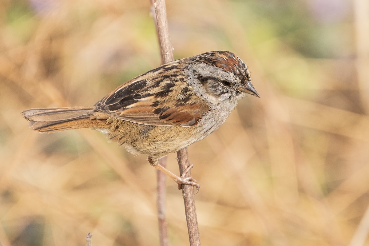 Swamp Sparrow - ML319867781