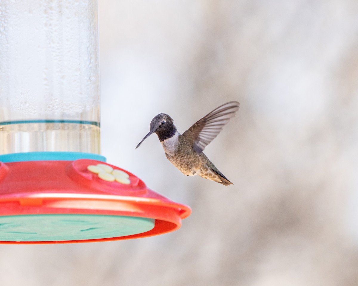 Black-chinned Hummingbird - George Arnold