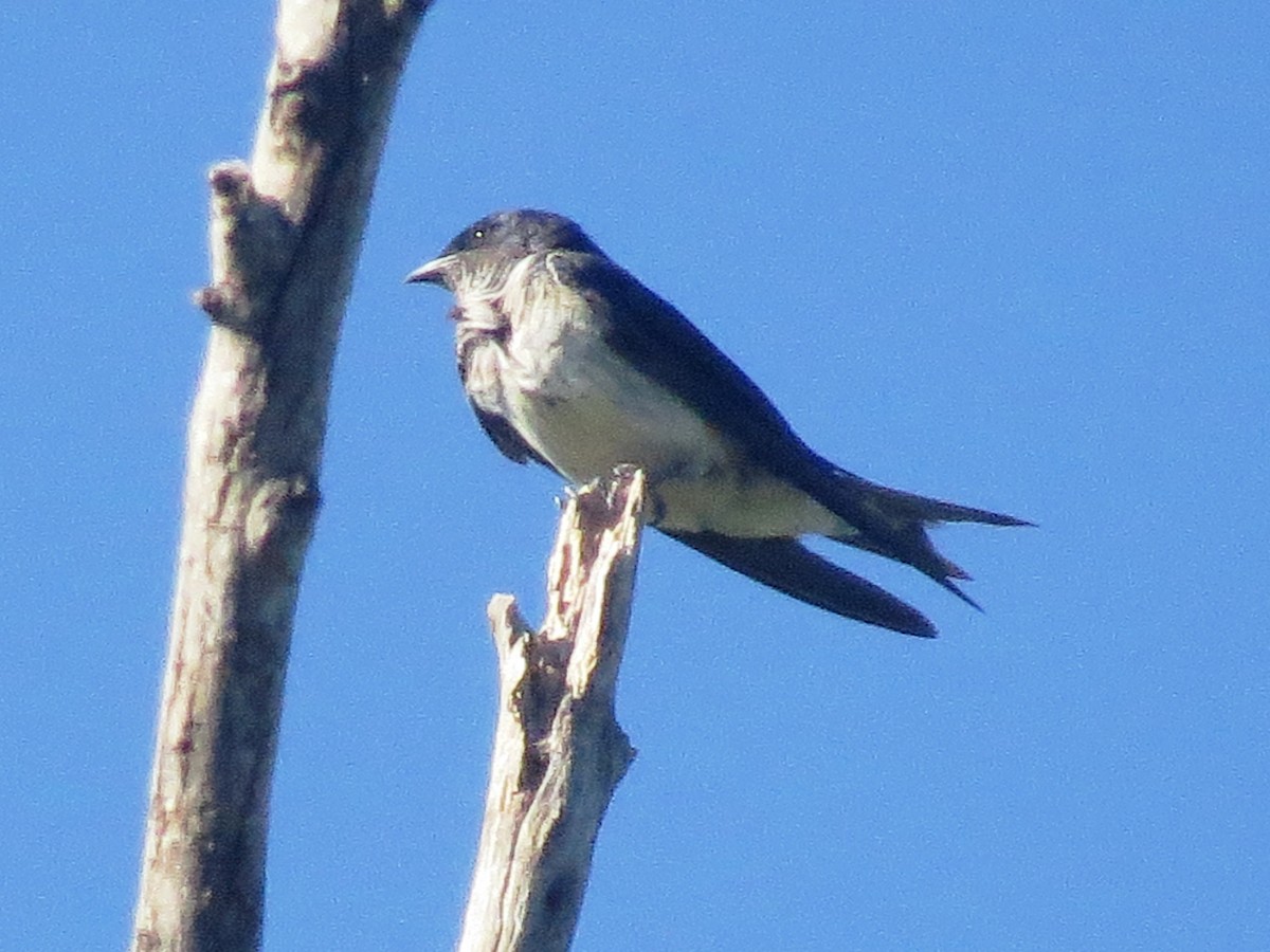 Gray-breasted Martin - Darío González