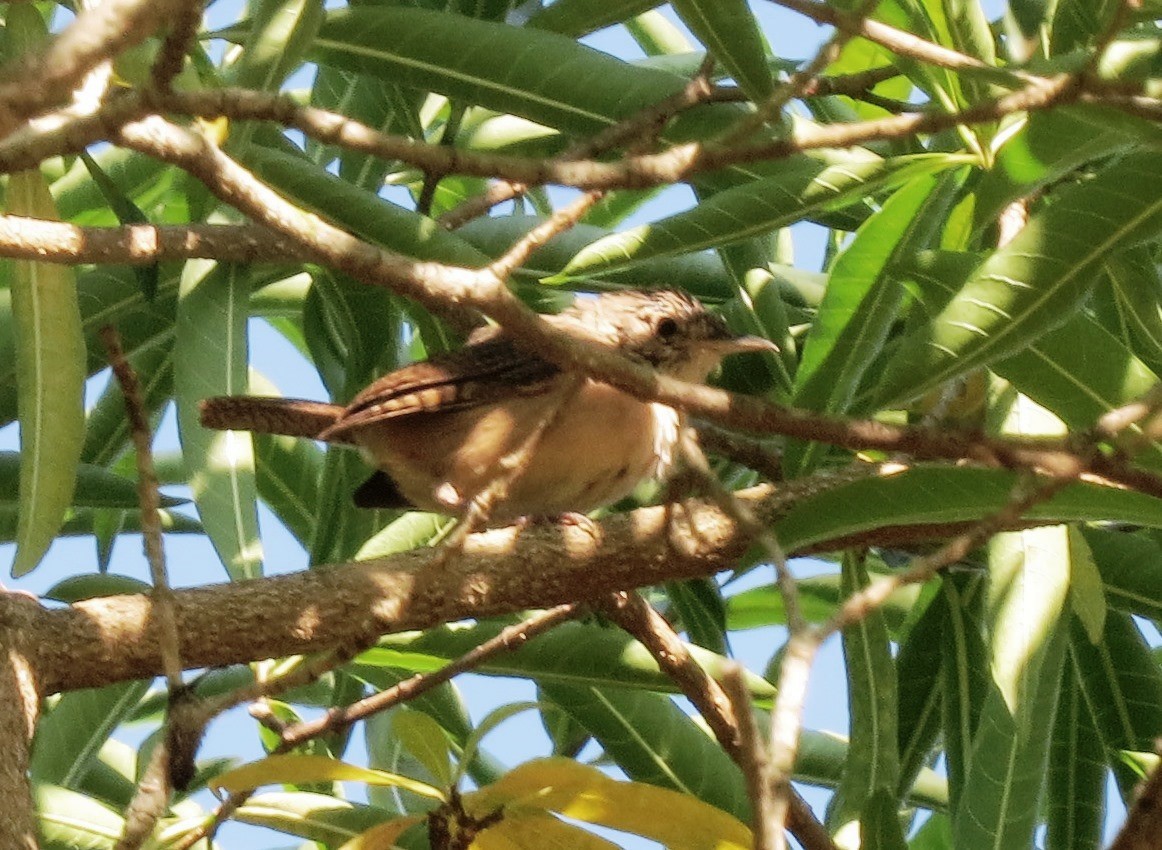 House Wren - Darío González