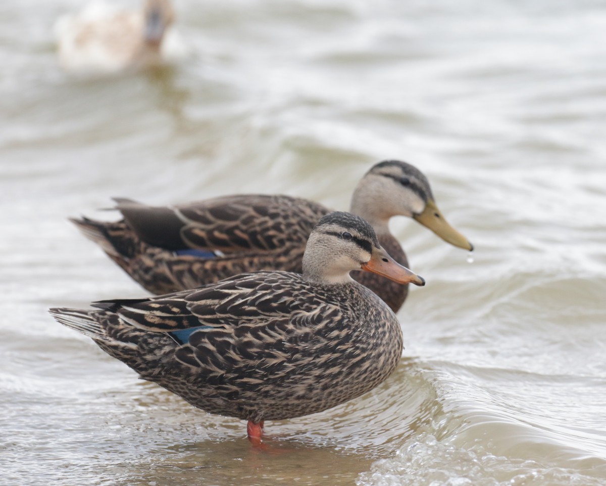 Mexican x Mottled Duck (hybrid) - Letha Slagle