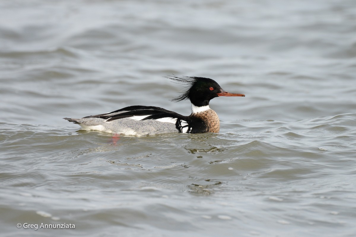 Common Merganser - ML319874641