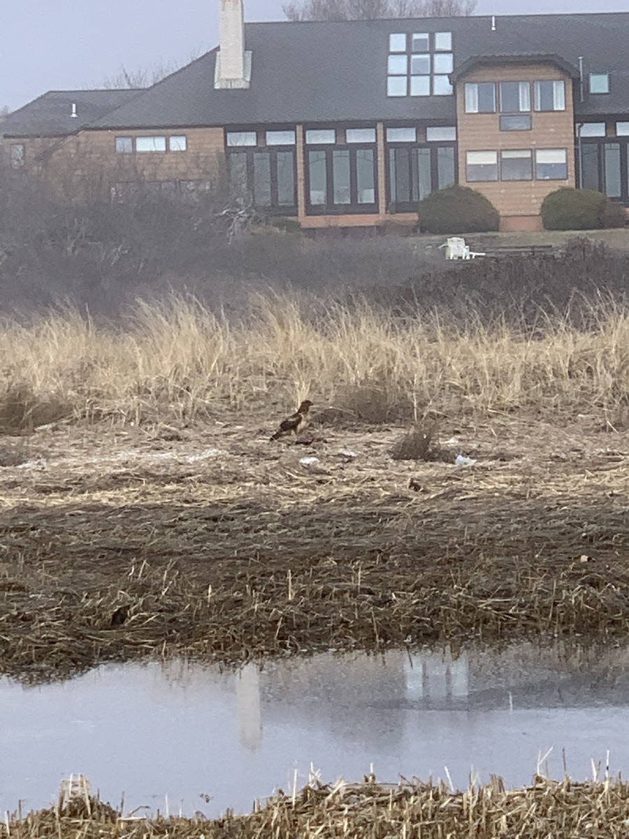 Northern Harrier - ML319875021