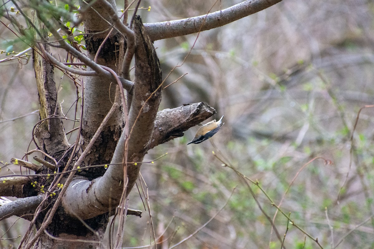 Red-breasted Nuthatch - ML319876021