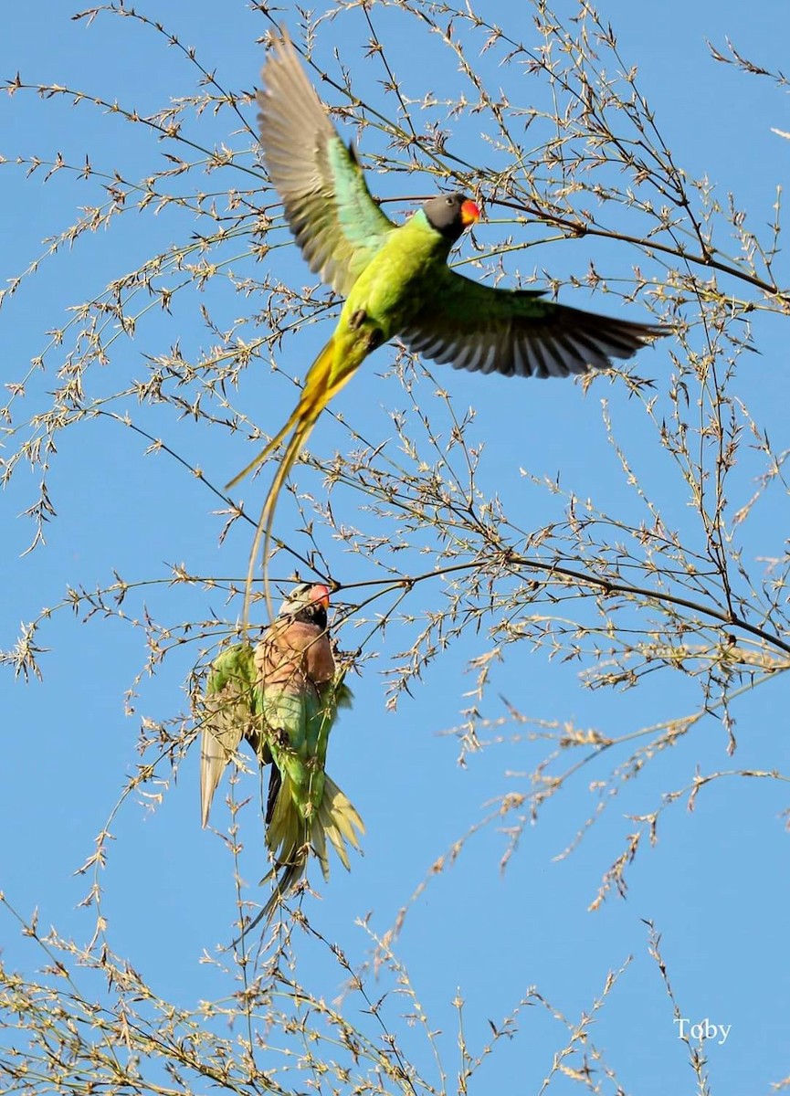 Gray-headed Parakeet - ML319876131