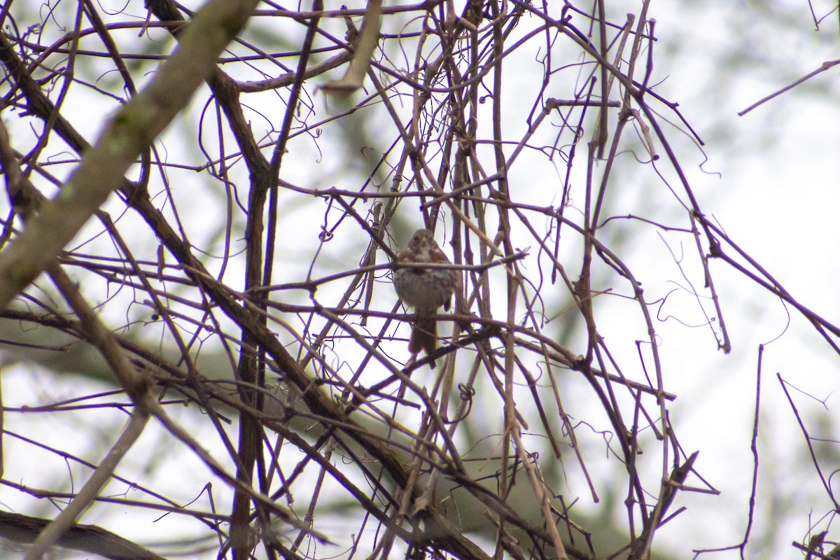 Fox Sparrow (Red) - ML319876141