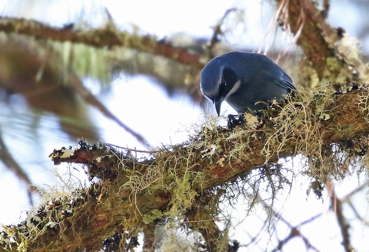 Dwarf Jay - ML31987851