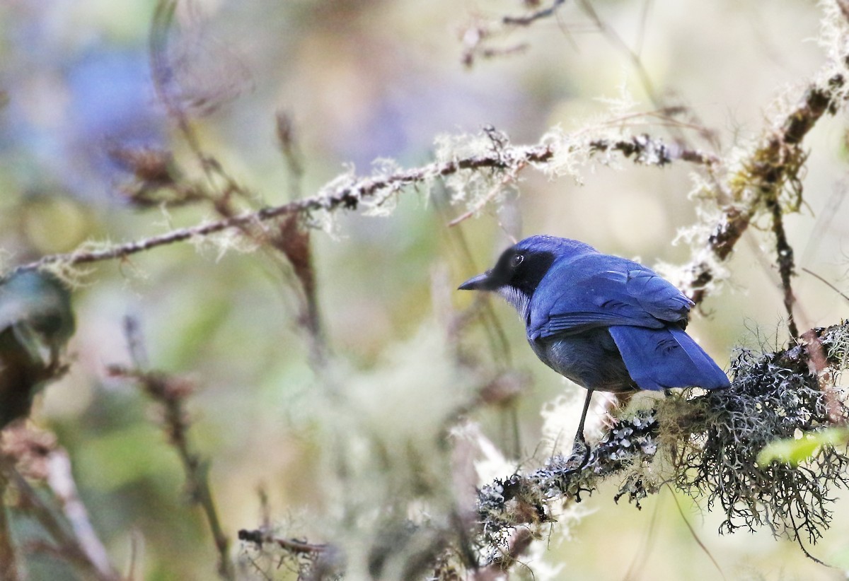 Dwarf Jay - ML31987861