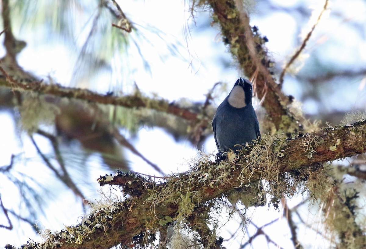 Dwarf Jay - ML31987871