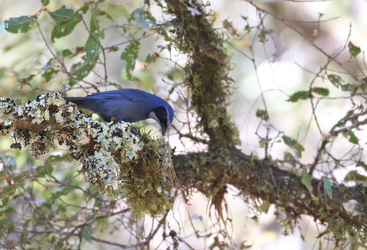 Dwarf Jay - ML31987881