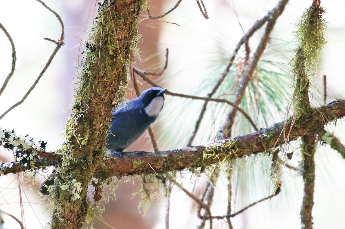 Dwarf Jay - ML31987941