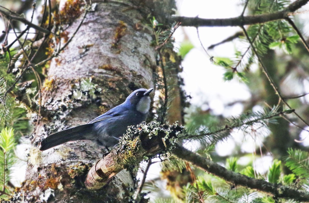 Dwarf Jay - ML31988011