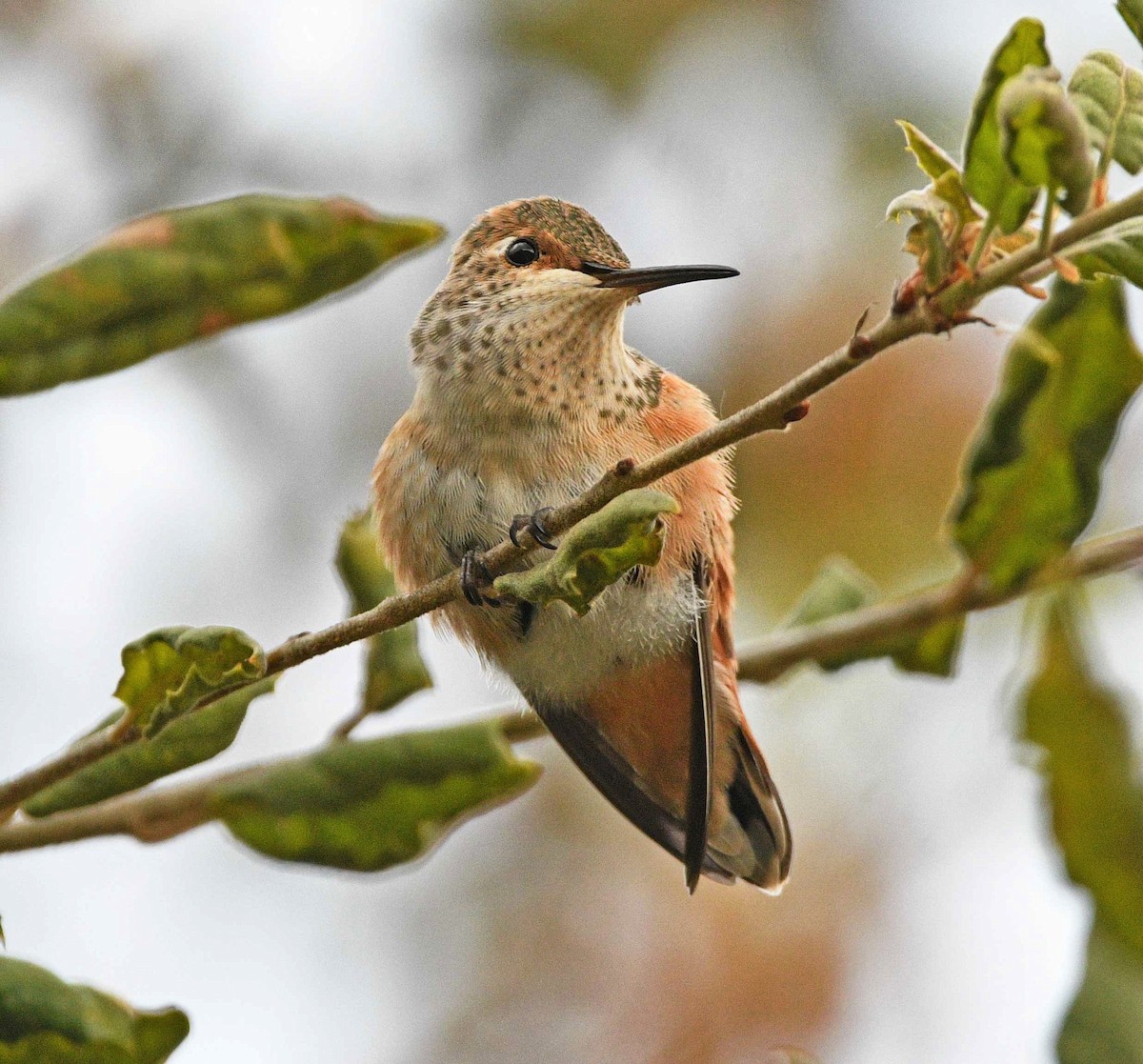 Allen's Hummingbird - Kat Byrd