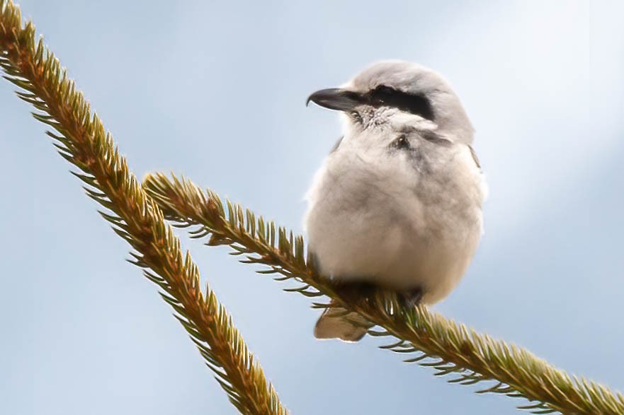 Northern Shrike - ML319884031