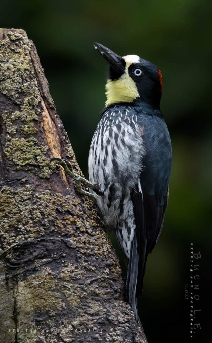 Acorn Woodpecker - LUIS ENRIQUE BUENO
