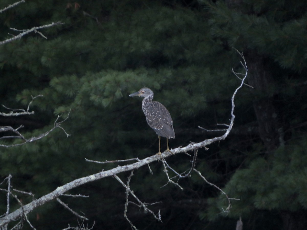 Yellow-crowned Night Heron - ML31989261