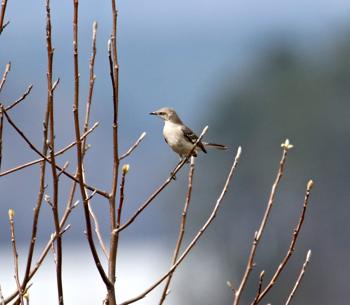 Northern Mockingbird - ML319893571