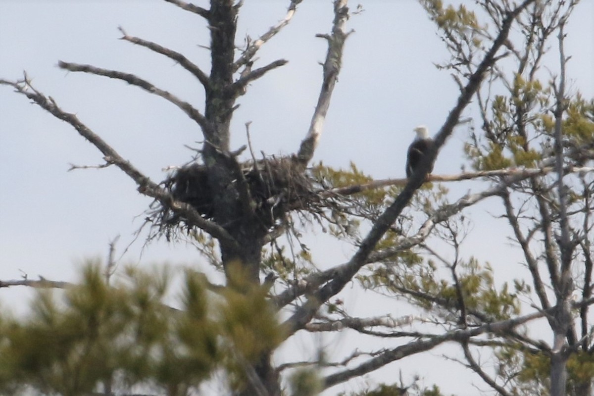 Maine Bird Atlas Checklist 25 Mar 2021 FRYEBURG NW LOWER KIMBALL
