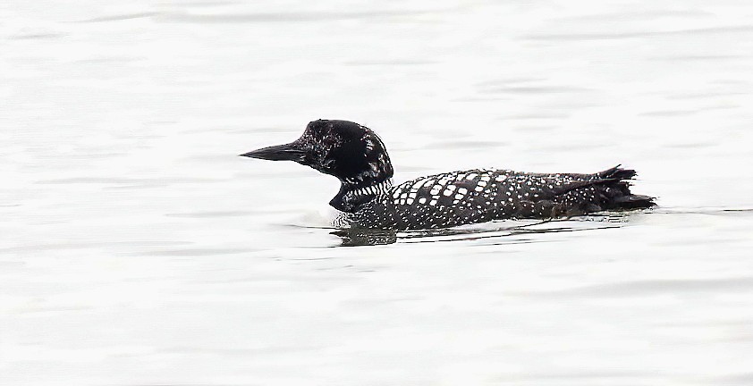 Common Loon - ML319894481