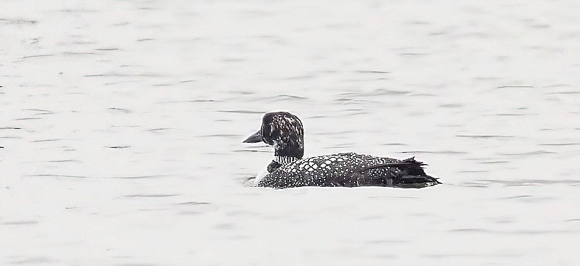 Common Loon - ML319894501