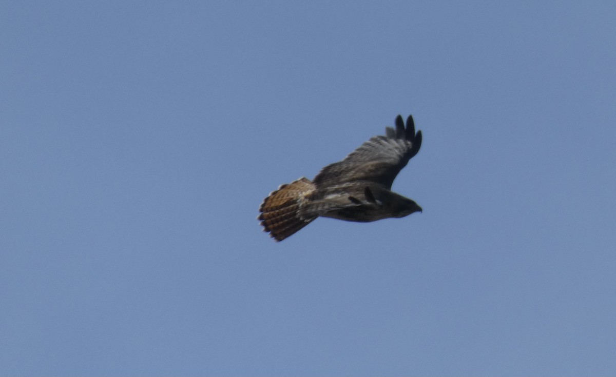 Red-tailed Hawk - ML319894641